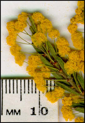 Acacia lineata (f)