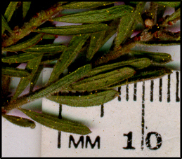 Acacia lineata (l)