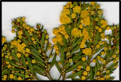 Acacia lineata (lq)