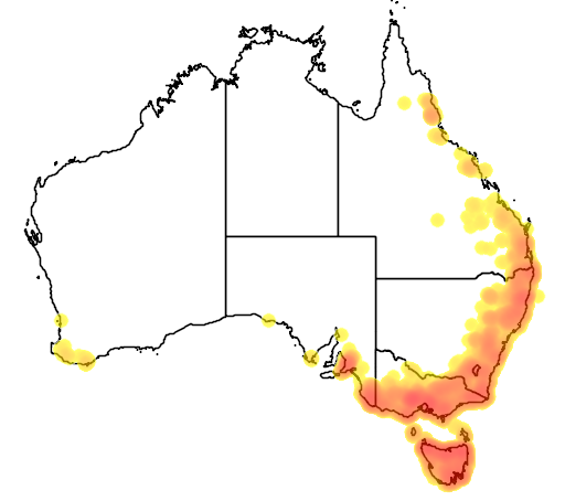 Acacia melanoxylon flora location map