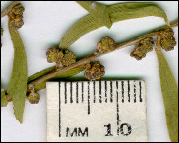 Acacia oswaldii (f)