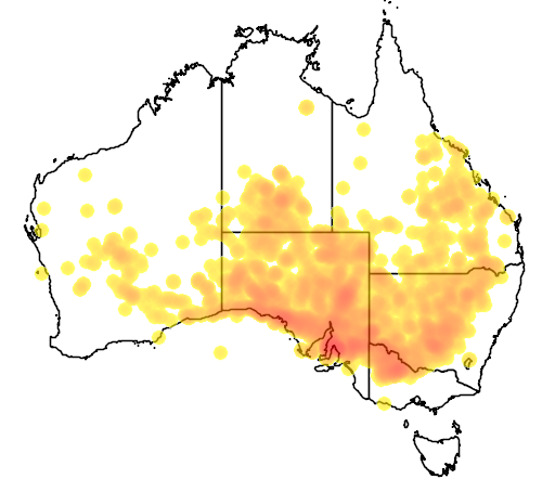 Acacia oswaldii flora location map