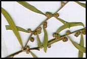 Acacia oswaldii (lq)