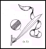 Acacia oswaldii (outline)