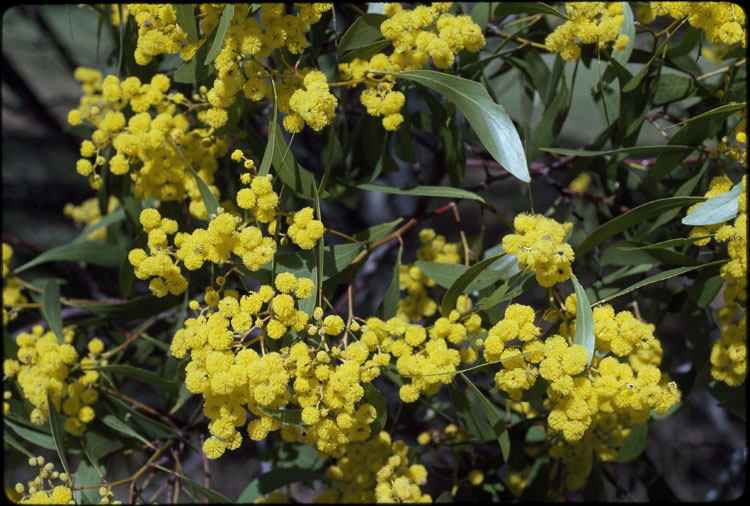 Golden Wattle