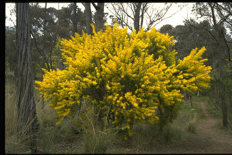 Red-stemmed Wattle