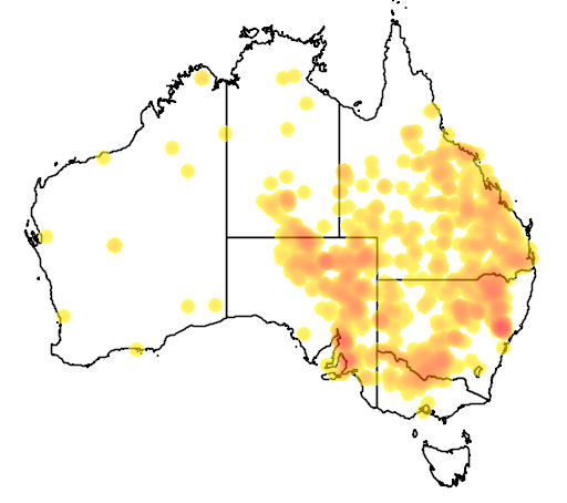 Acacia salicina flora location map