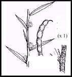 Acacia siculiformis (outline)