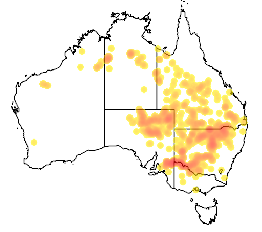 Acacia stenophylla flora location map