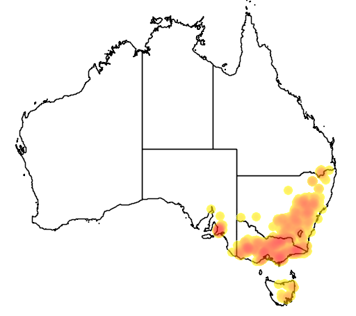 Acacia verniciflua flora location map