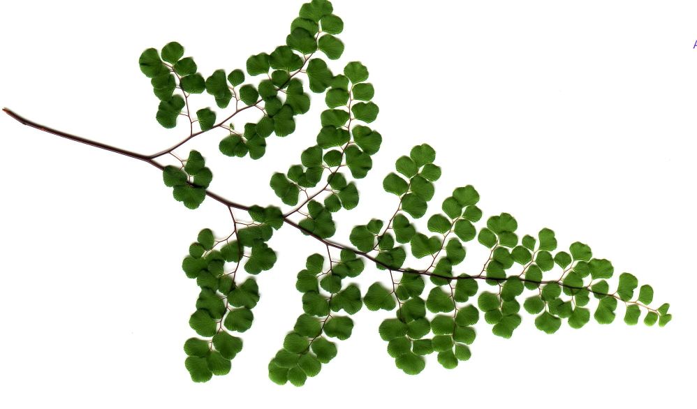 Common Maidenhair