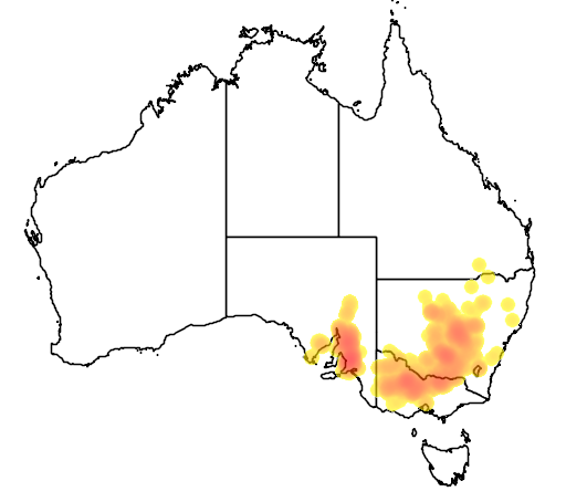 Aristida behriana flora location map