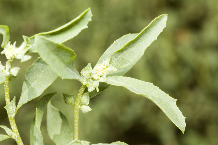 Creeping Saltbush