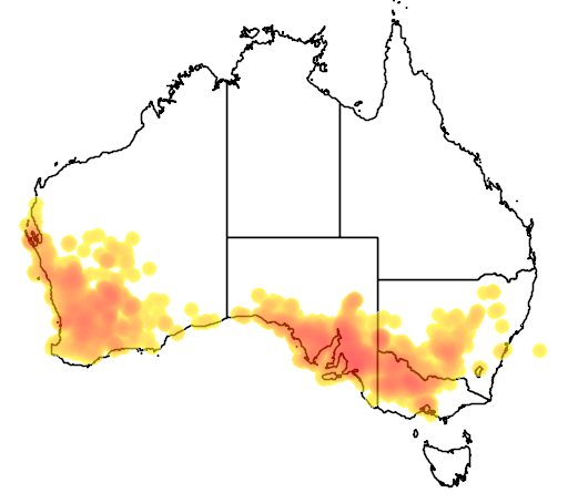 Austrostipa elegantissima flora location map