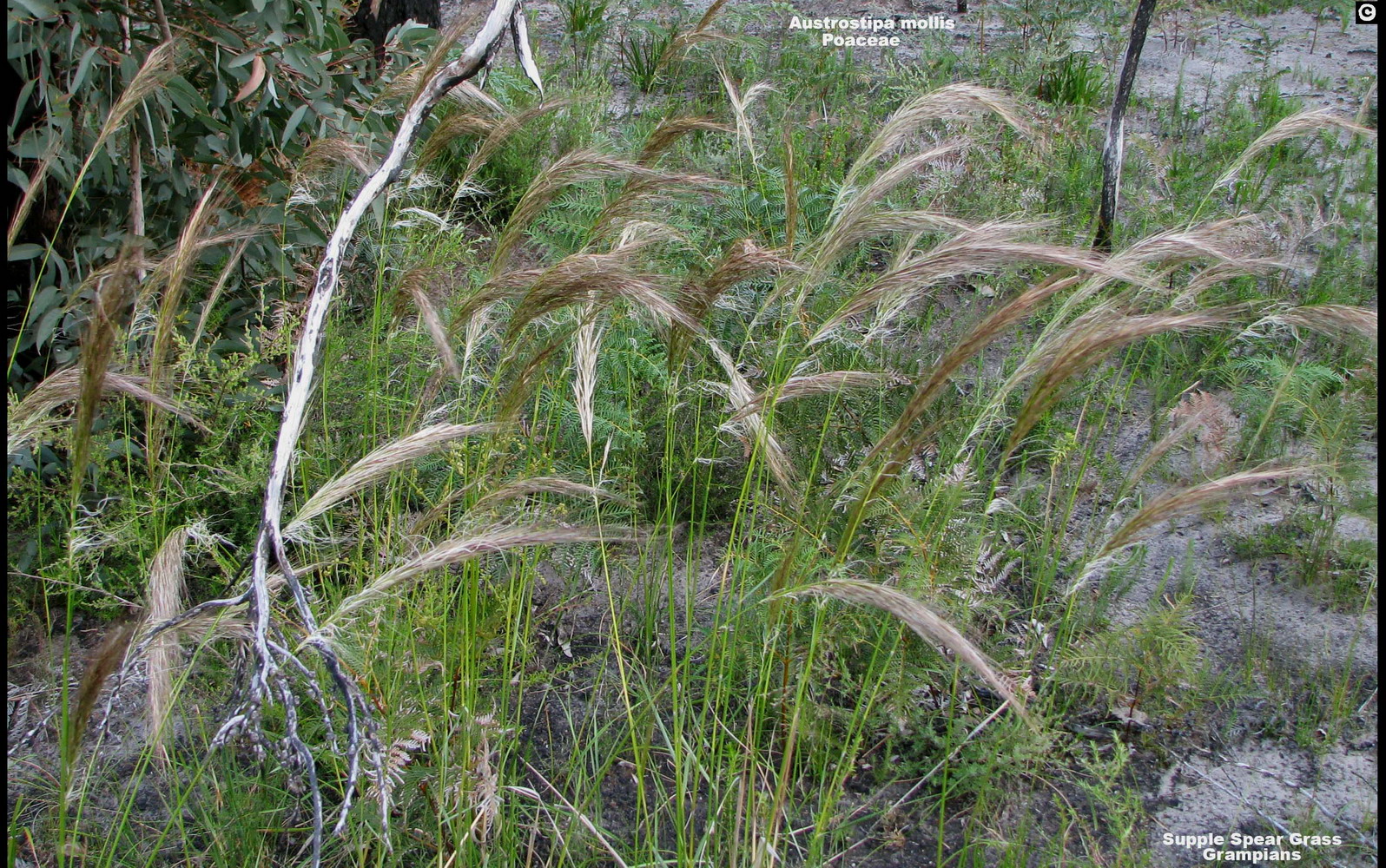 Soft Speargrass