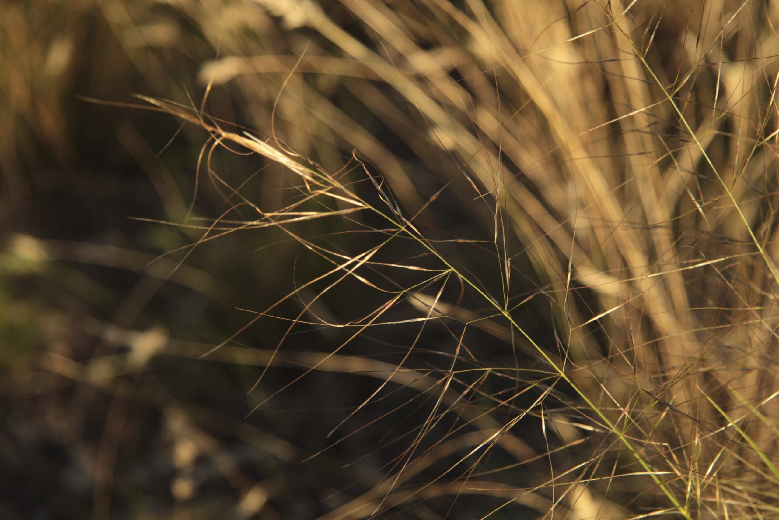 Speargrass
