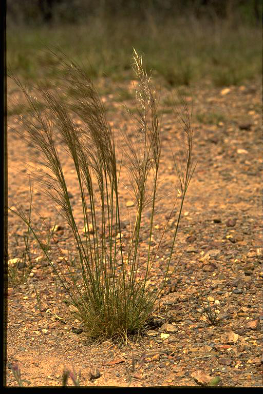 Rough Speargrass