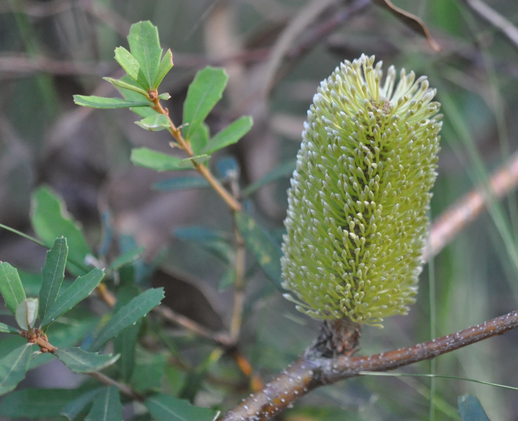 Silver Banksia