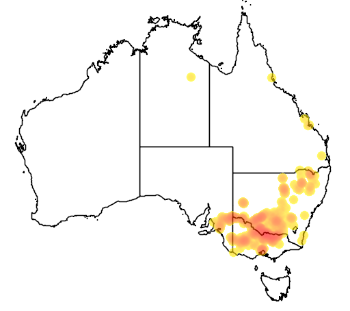 Brachyscome gracilis flora location map