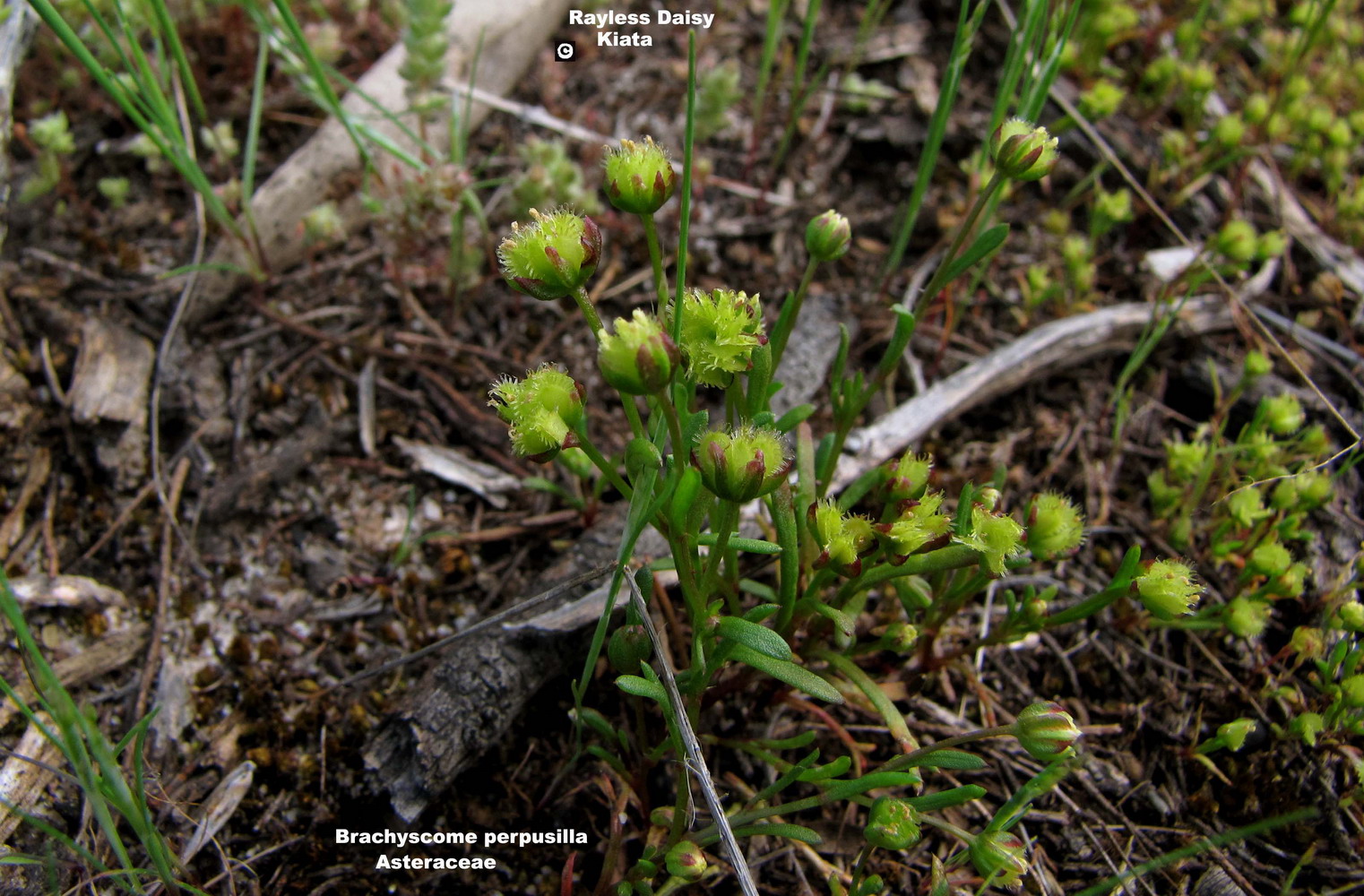 Tiny Daisy