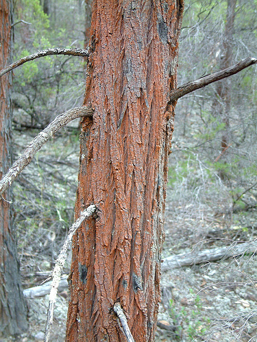 Black Cypress Pine
