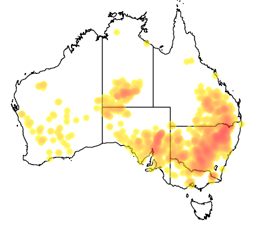 Callitris glaucophylla flora location map