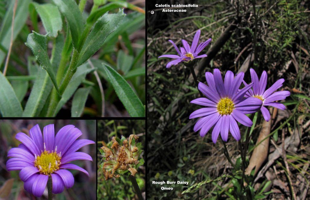 Rough Burr-daisy