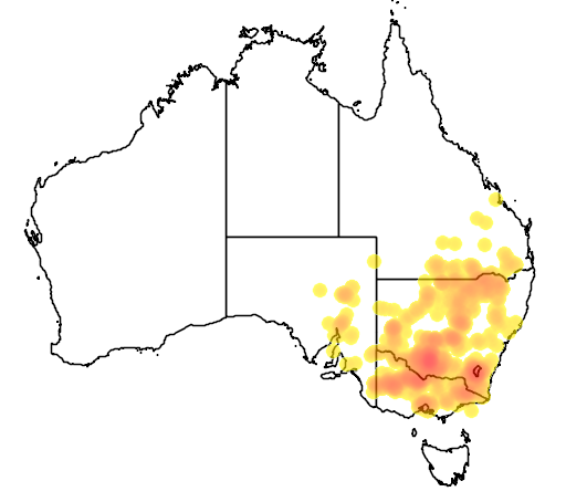 Calotis scabiosifolia flora location map