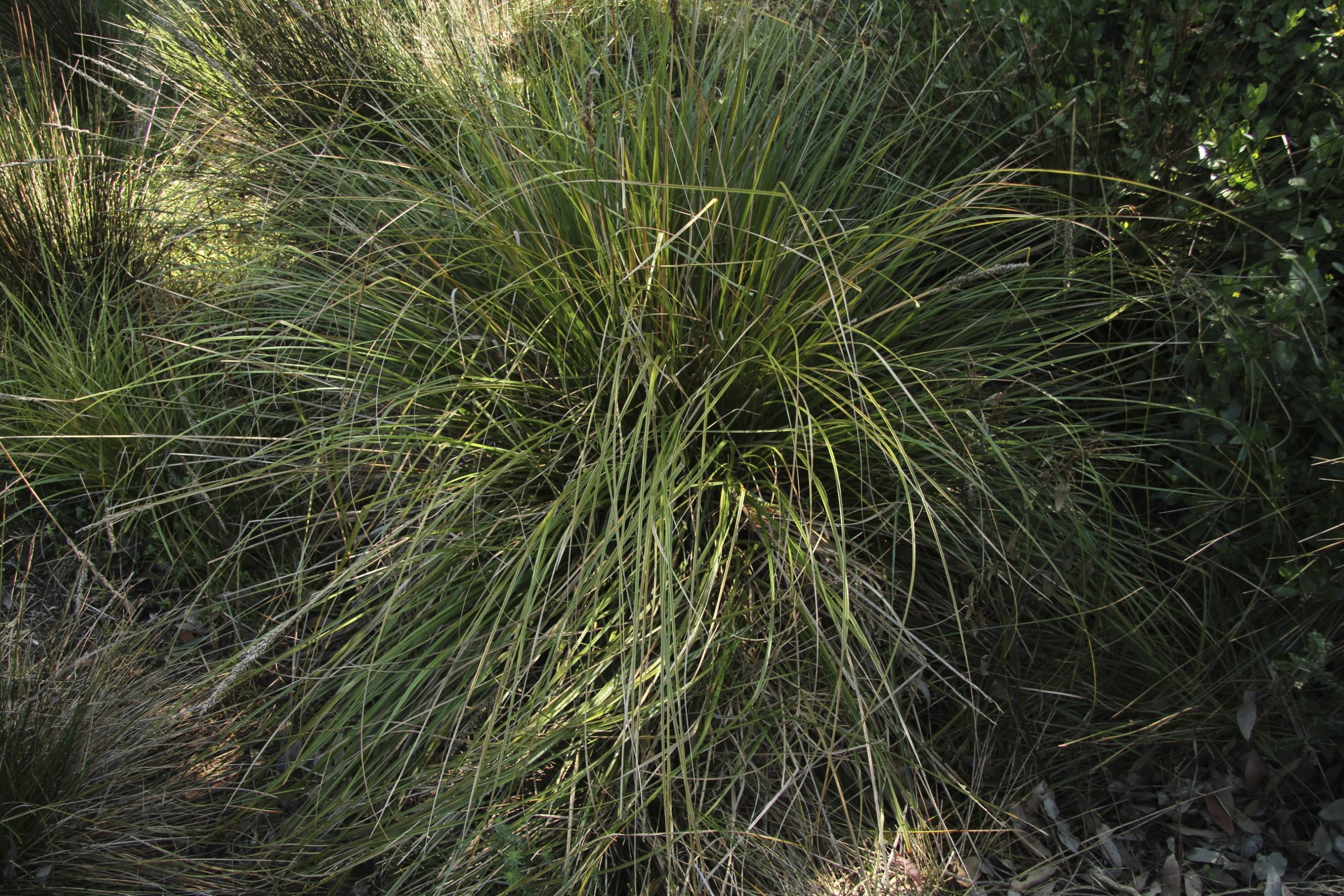 Tall Sedge