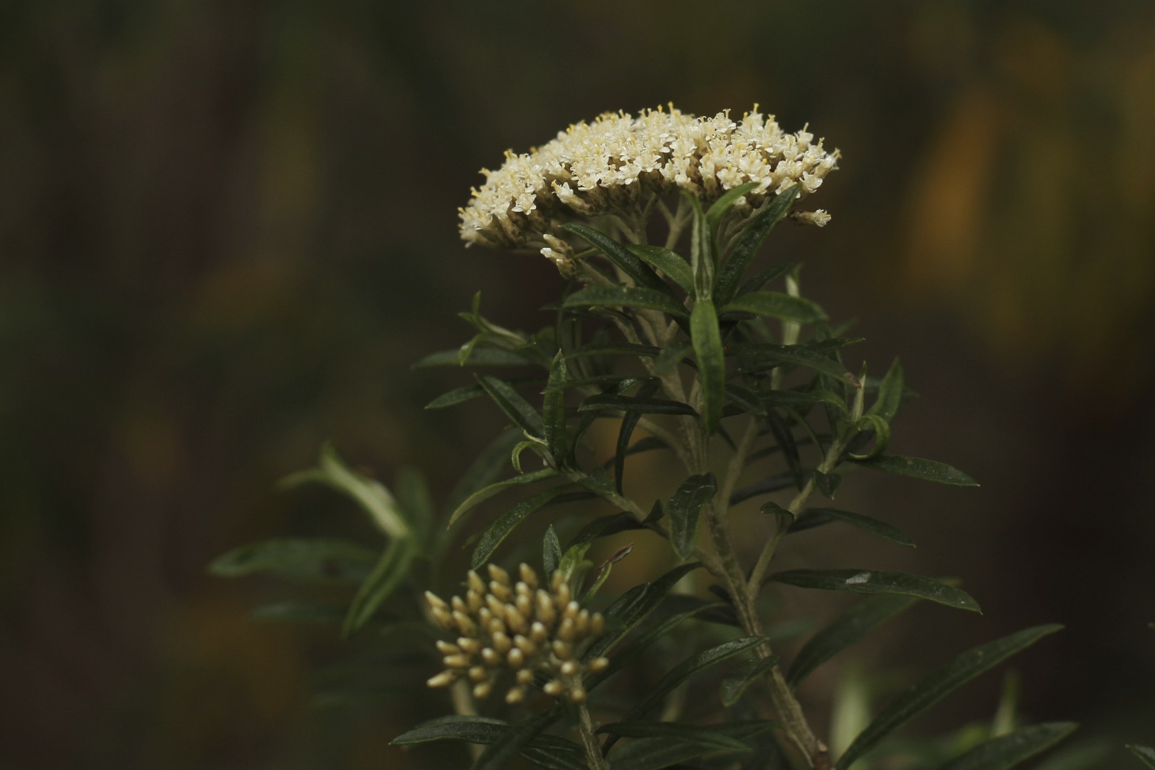 Cassinia longifolia flora ALA source