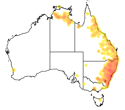Casuarina cunninghamiana subsp cunninghamiana flora location map