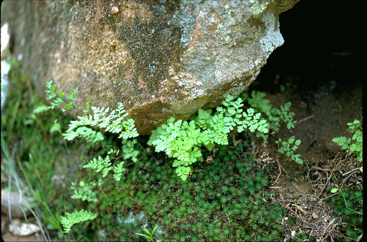 Rock Fern
