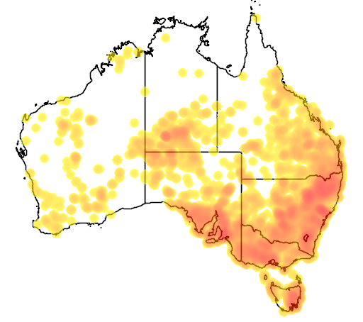 Chrysocephalum apiculatum flora location map