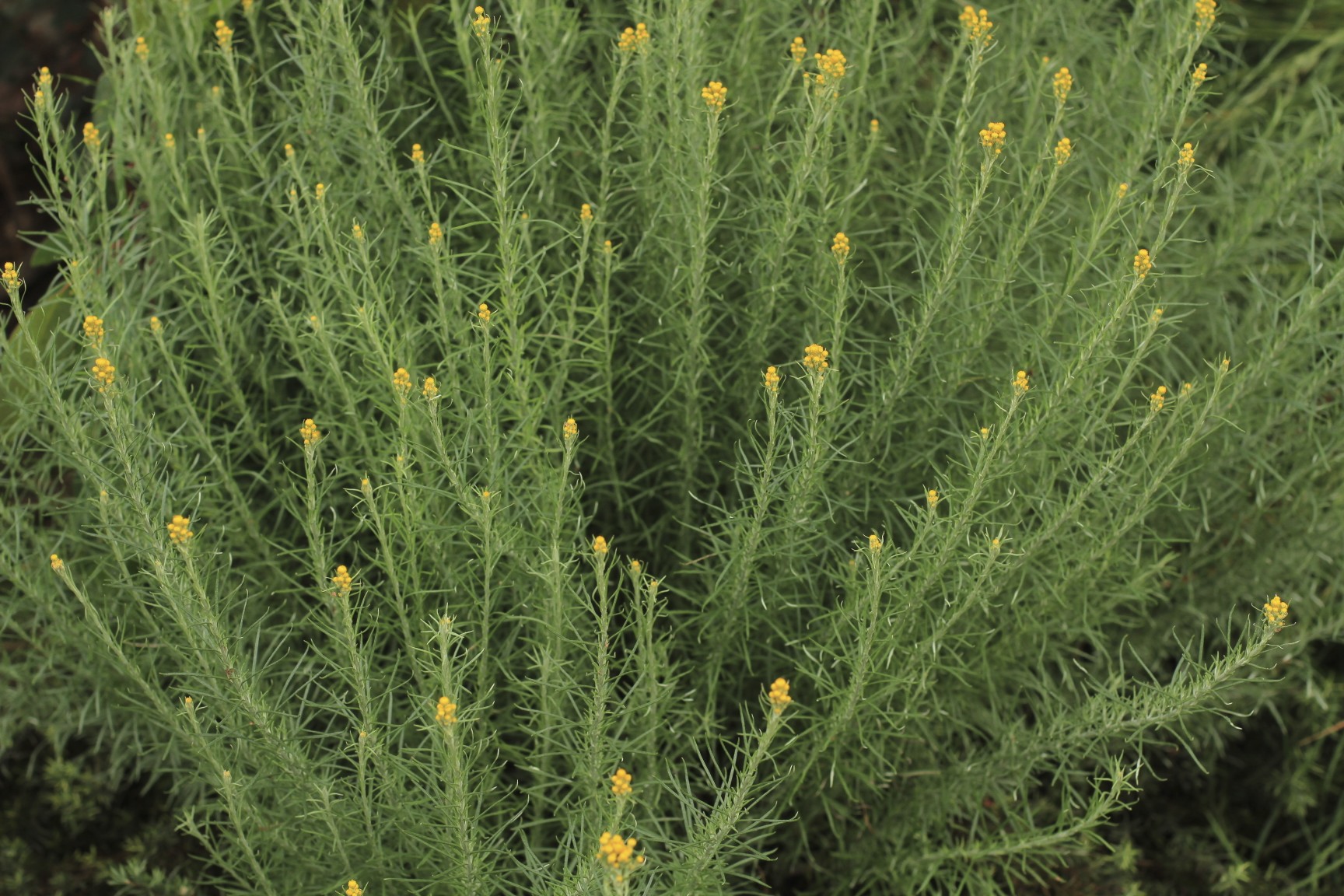 Clustered Everlasting