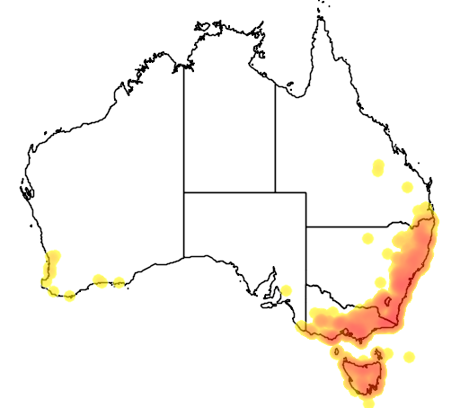 Clematis aristata flora location map