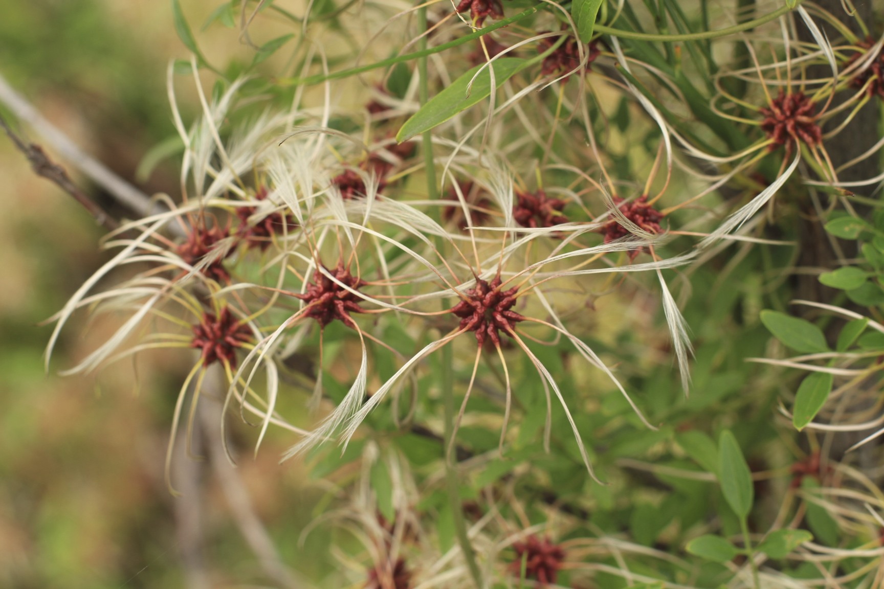 Small-leaved Clematis