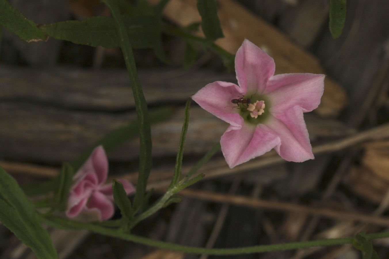 Australian Bindweed