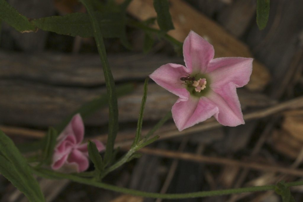 Australian Bindweed