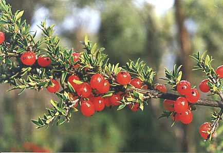 Prickly Currant Bush