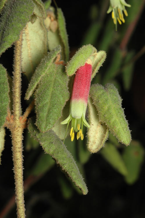 Correa reflexa var reflexa flora ALA source