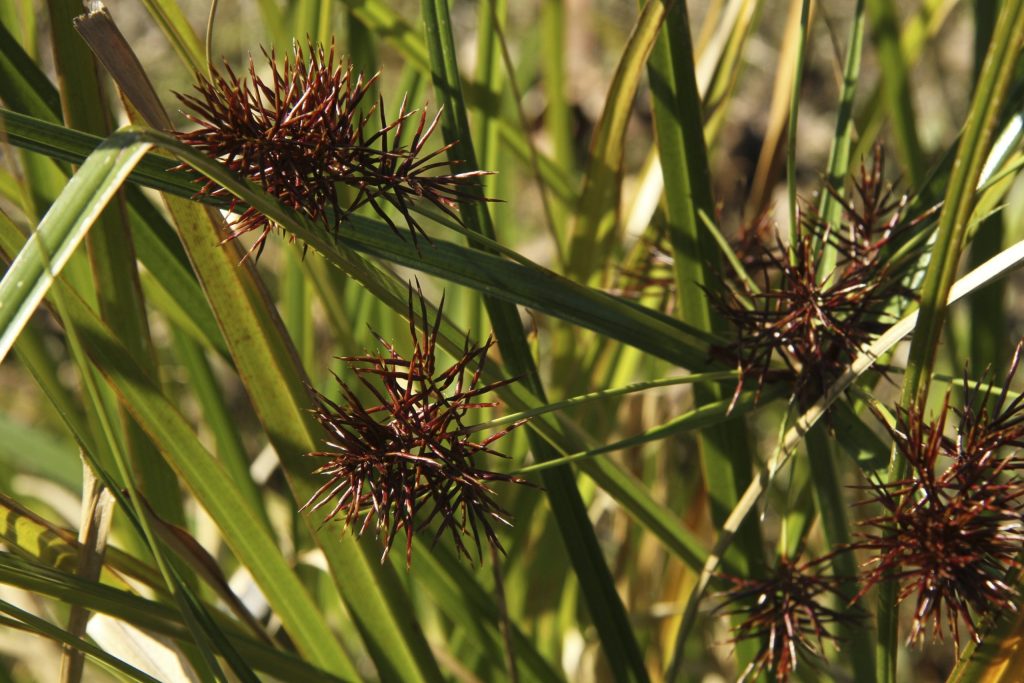 Leafy Flat-sedge