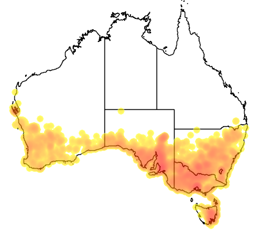 Danthonia semiannularis flora location map