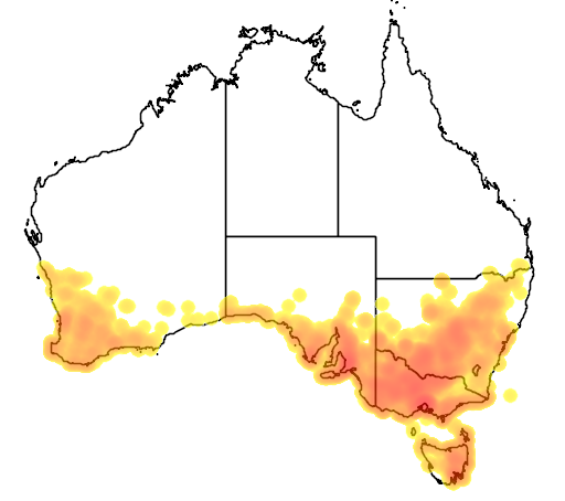 Danthonia setacea flora location map