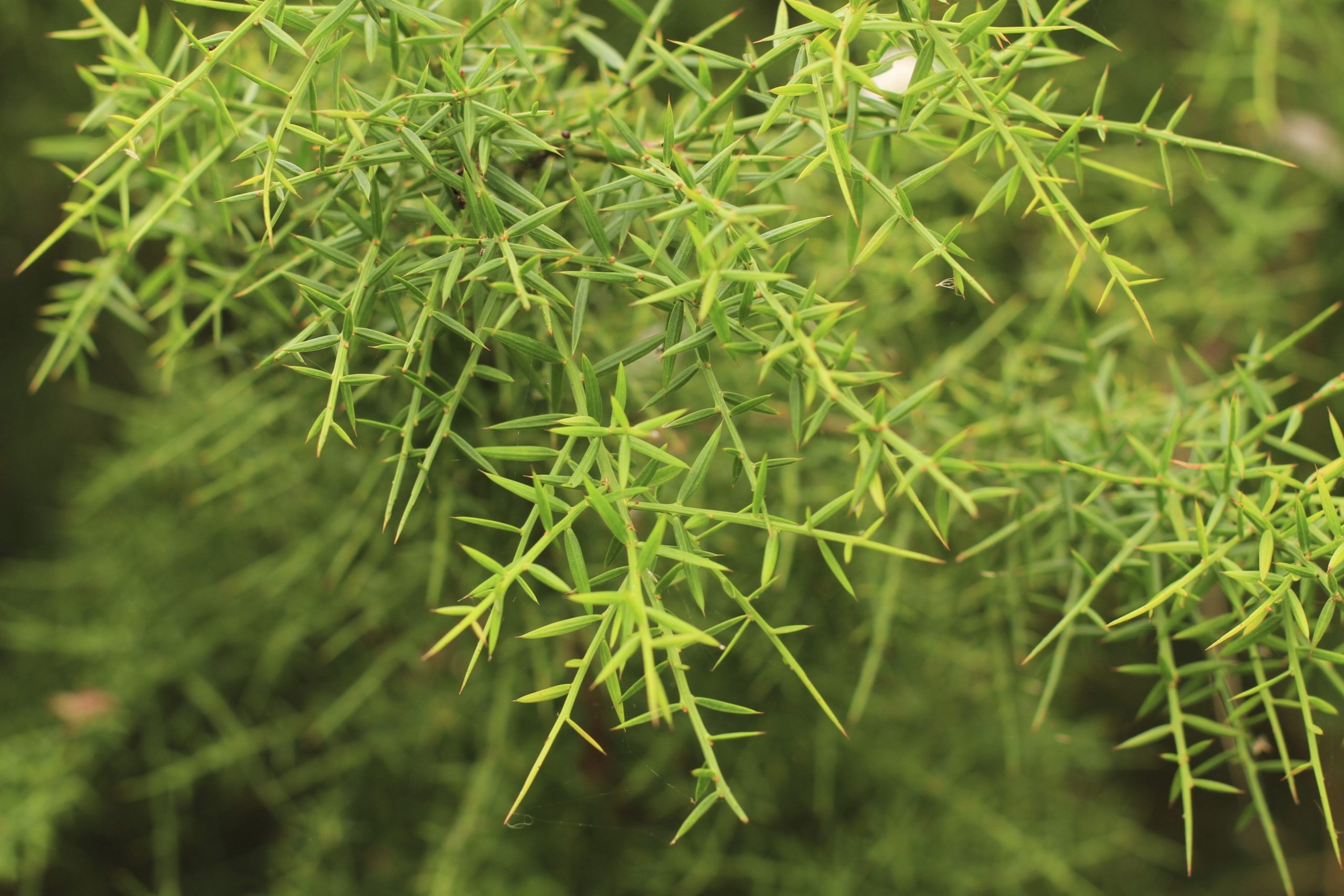 Daviesia ulicifolia flora ALA source