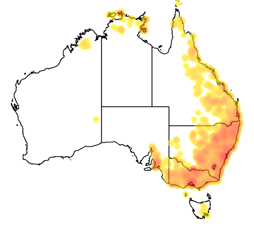 Dianella longifolia flora location map