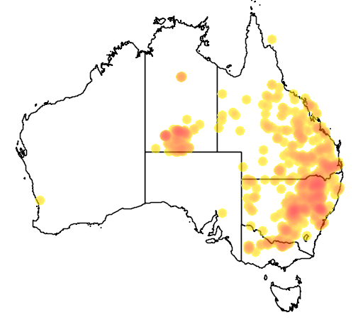 Digitaria divaricatissima flora location map