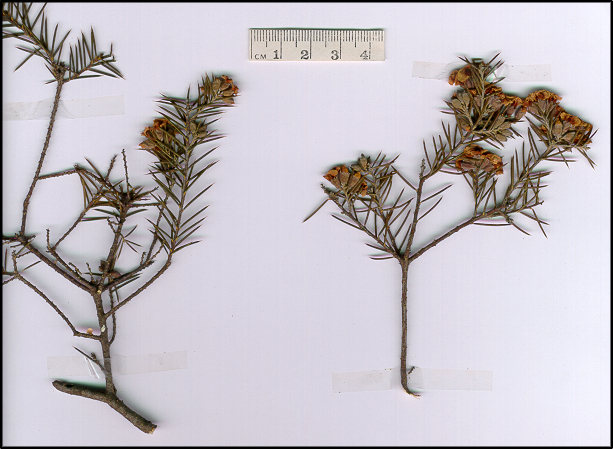 Dillwynia juniperina (base)