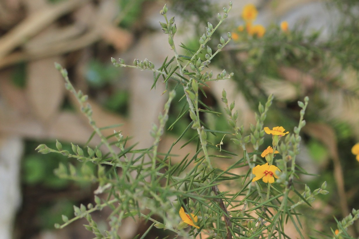 Dillwynia juniperina flora ALA source
