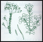 Dillwynia retorta (outline)