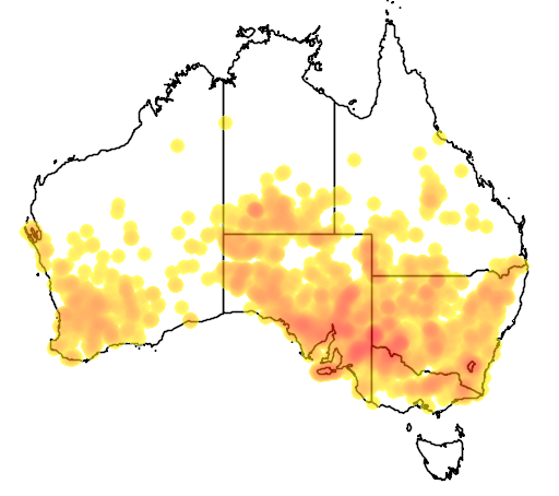 Dodonaea viscosa subsp angustissima flora location map